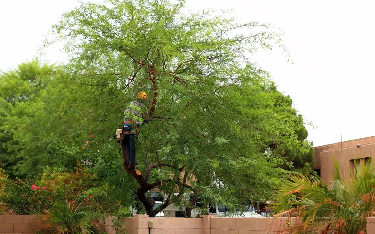 A worker in safety gear trims branches high up in a leafy green tree near a house.