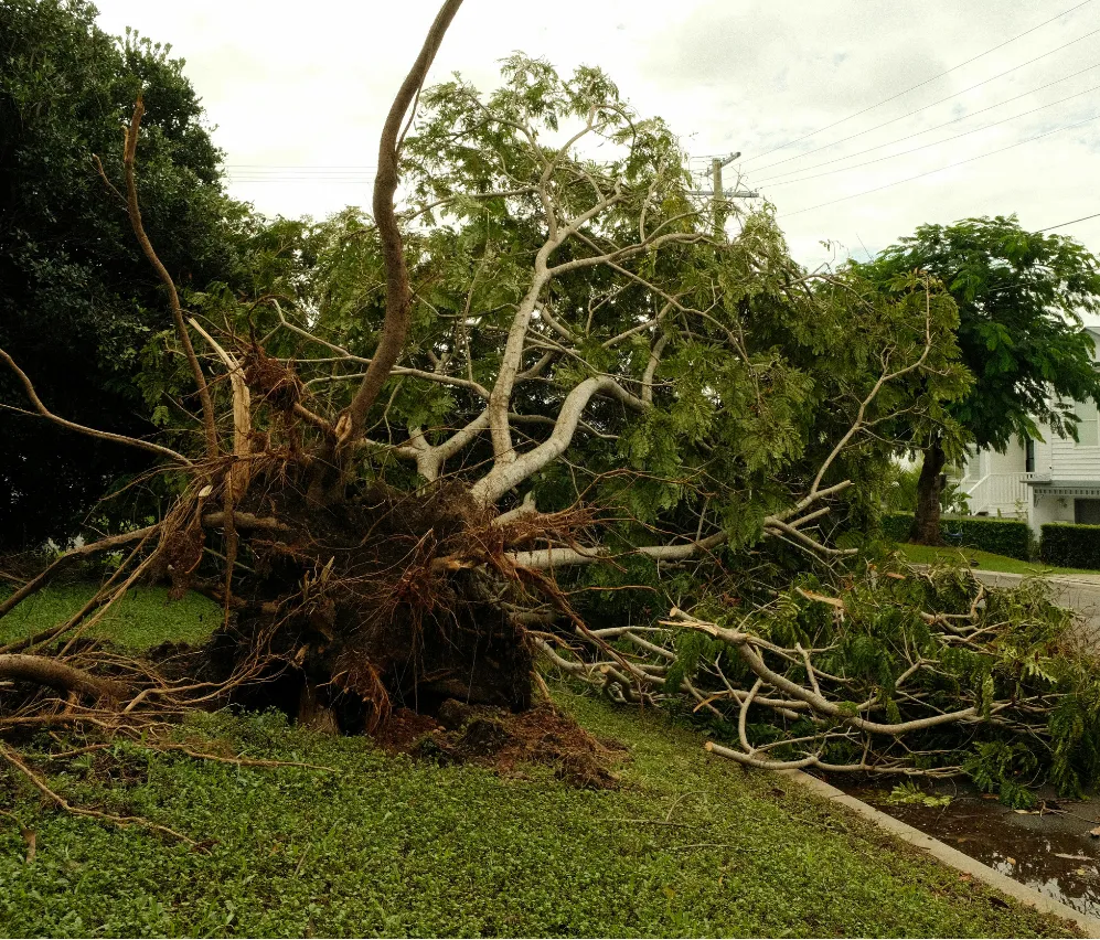 Large tree uprooted and fallen across a grassy yard near a street after a storm.