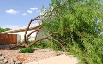 Emergency Tree Removal: The First 5 Steps After a Tree Falls