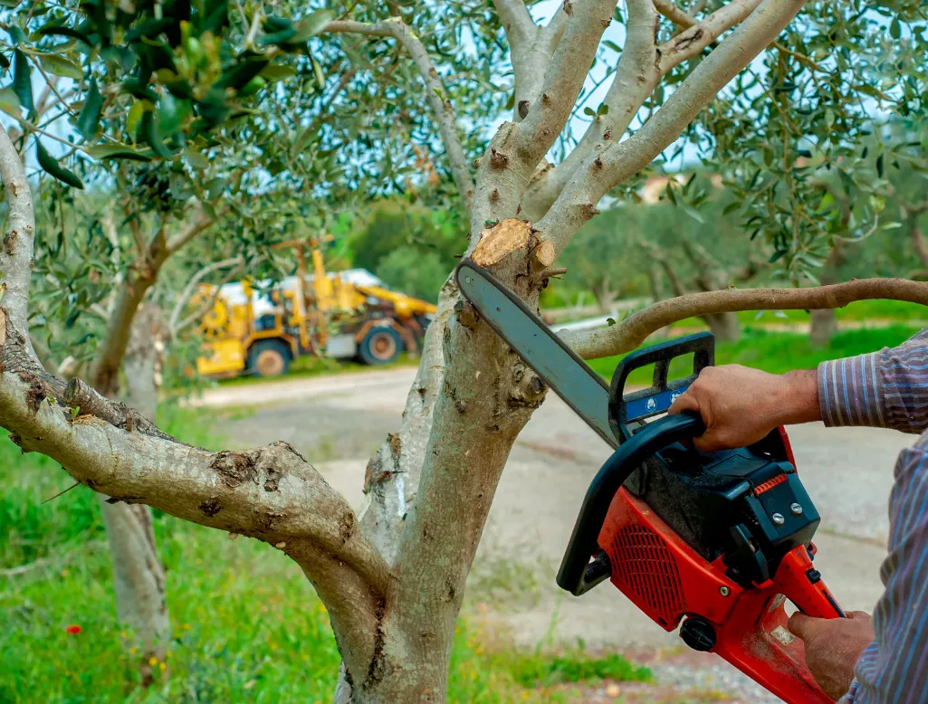 services-2 A person uses a chainsaw to cut a branch off a tree, with machinery visible in the background.
