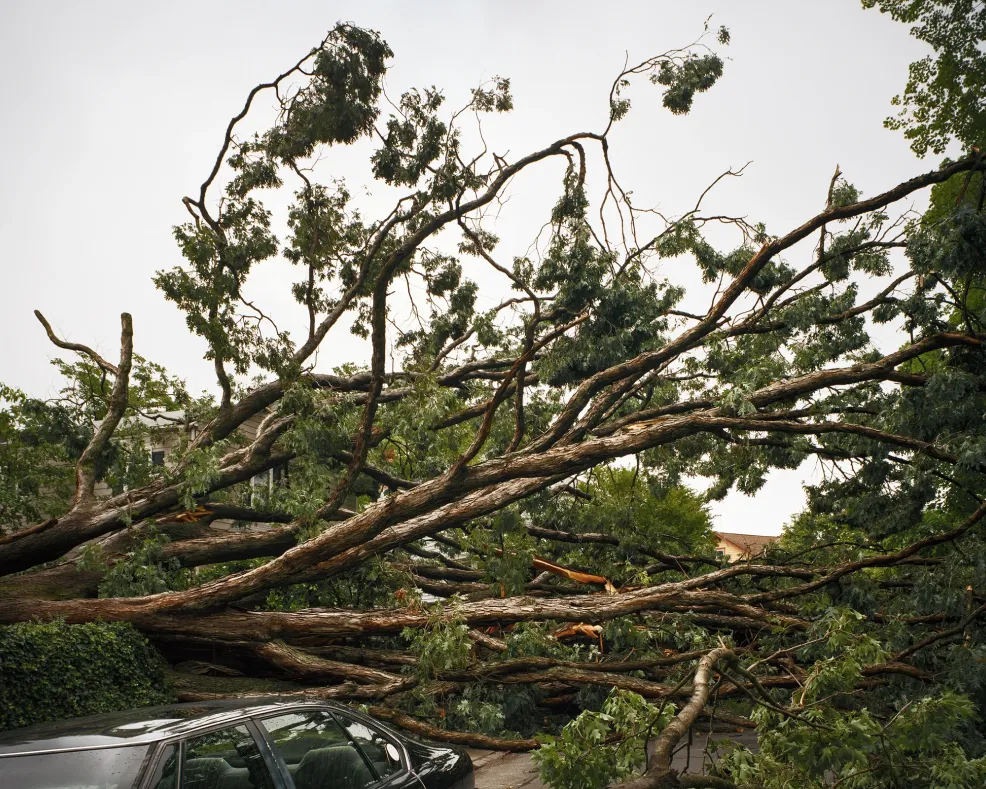 Large fallen tree blocks a road, lying across a parked car after a storm.