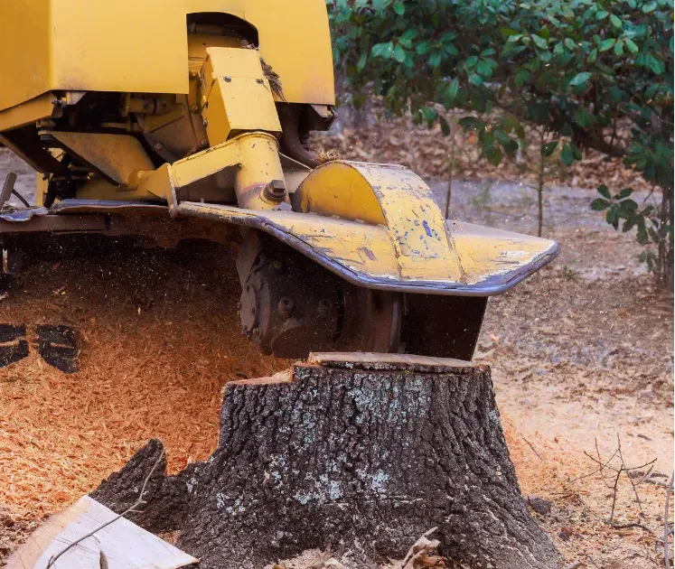 A yellow stump grinder machine cutting a tree stump, with wood chips scattered on the ground.