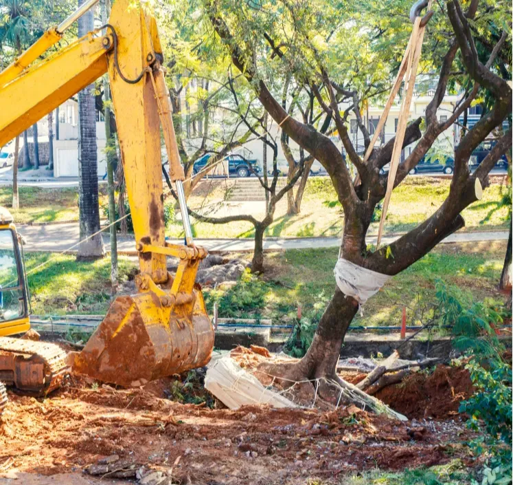 tree-removal-2 Yellow excavator moving soil near a large tree wrapped in cloth, being relocated with ropes.