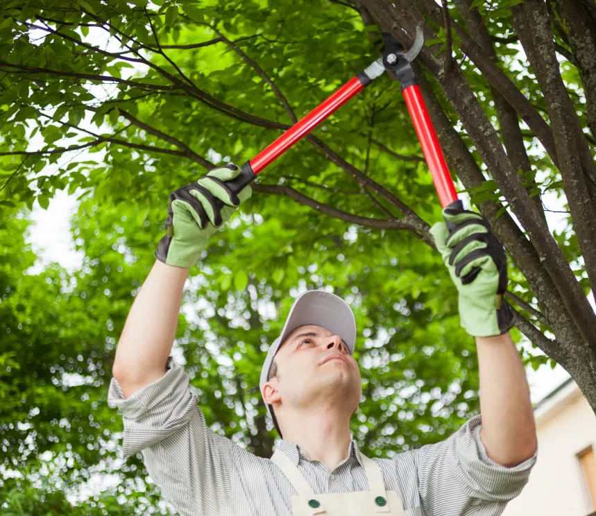 Man wearing gloves and a cap trimming tree branches with pruning shears outdoors.