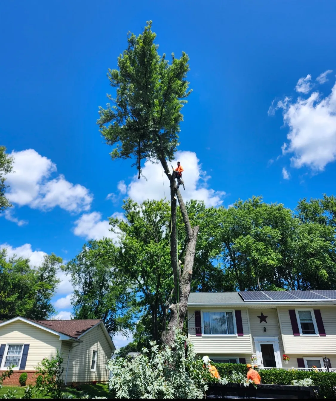 why-choose-1 A person is cutting branches high up in a tall tree near a house on a sunny day with blue sky and clouds.