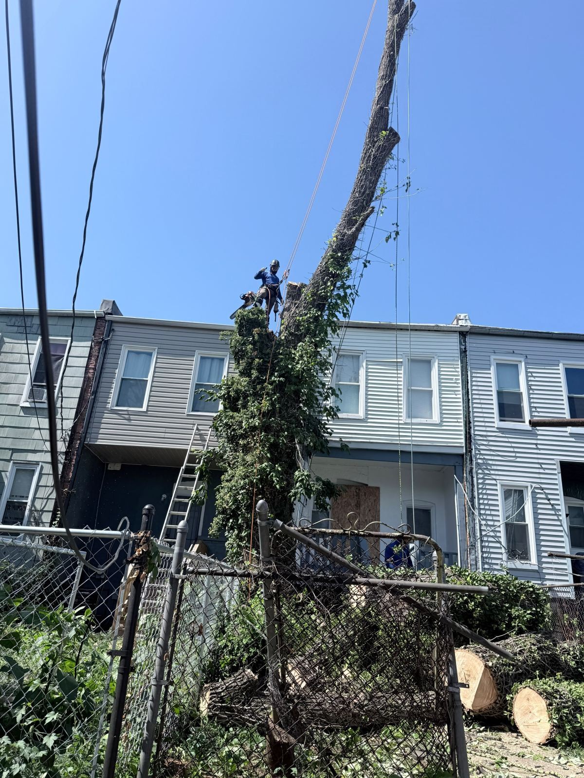 Worker with climbing ropes on a partly cut tree trunk beside a house.