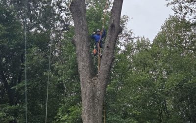 Understanding Cleanup and Disposal Options After Tree Removal