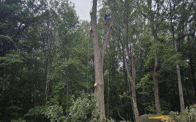 Key Questions to Ask When Planning Professional Tree Removal