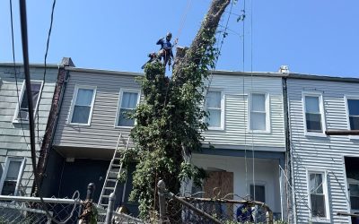 How to Choose the Right Tree Removal Service Based on Your Property’s Needs