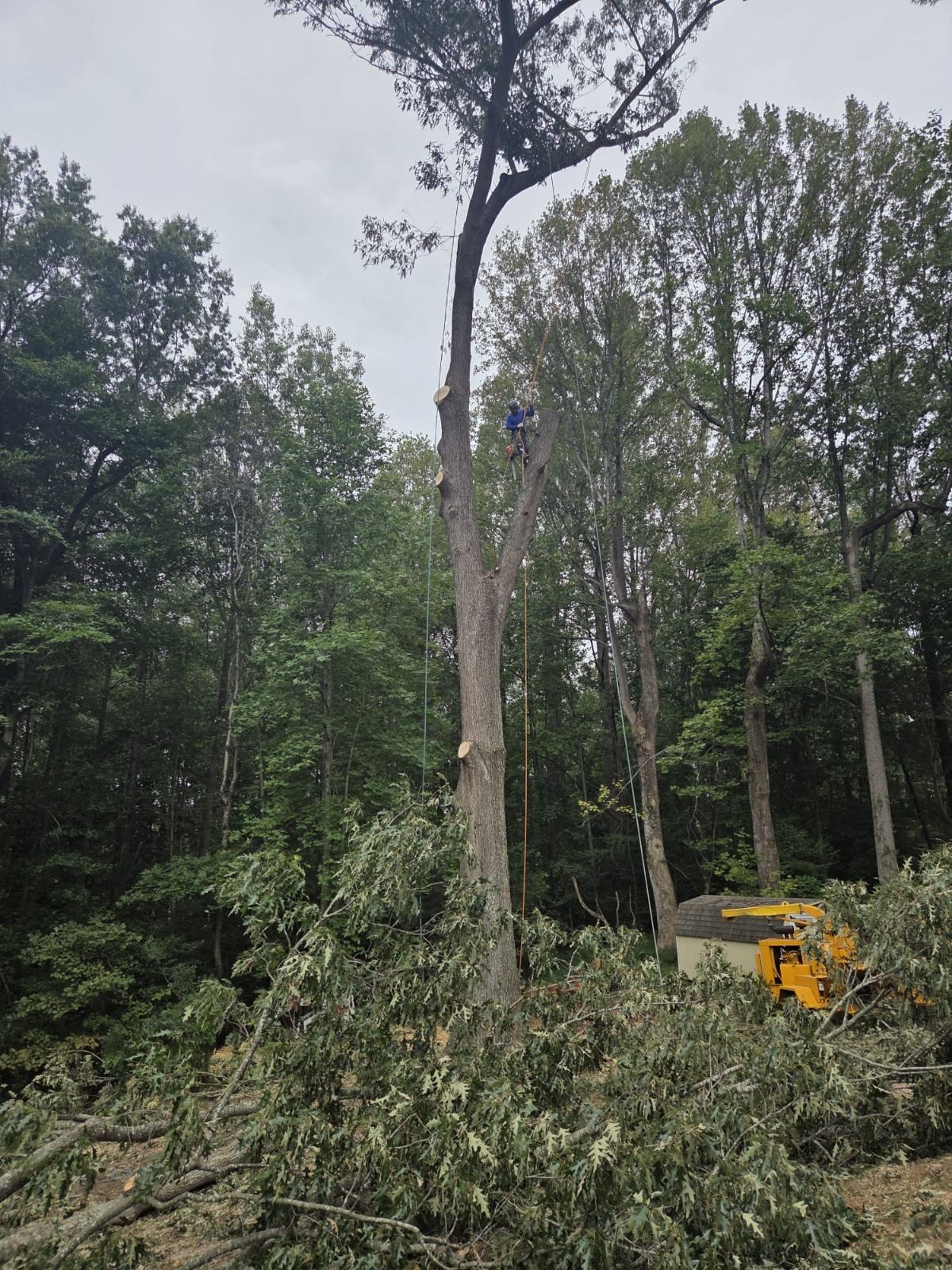 Worker on a tree above cut branches, with a wood chipper nearby.