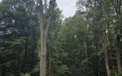 How to Evaluate Tree Removal Site Access and Equipment Needs
