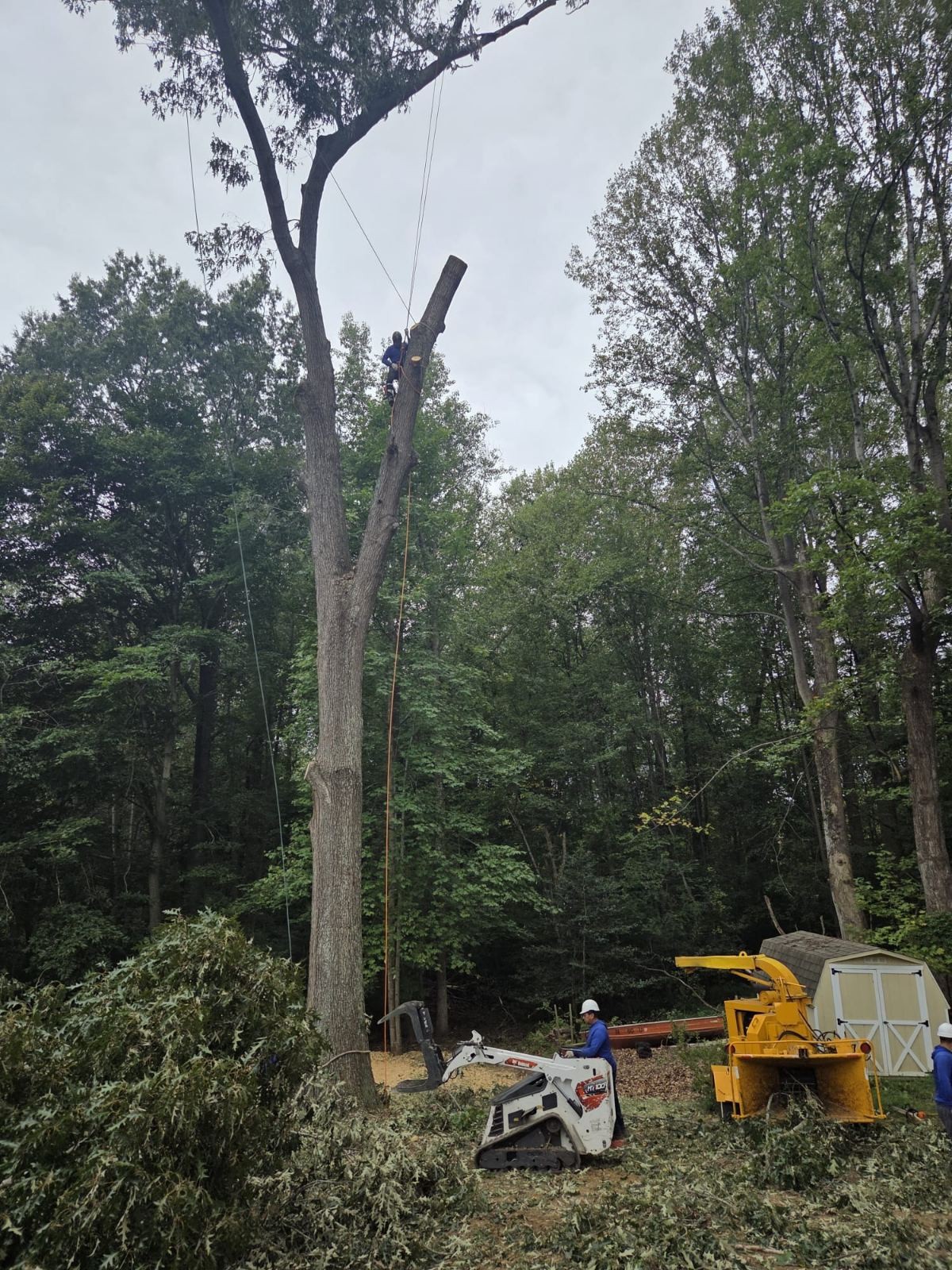 Worker on a tree above cut branches, a compact loader and a wood chipper.