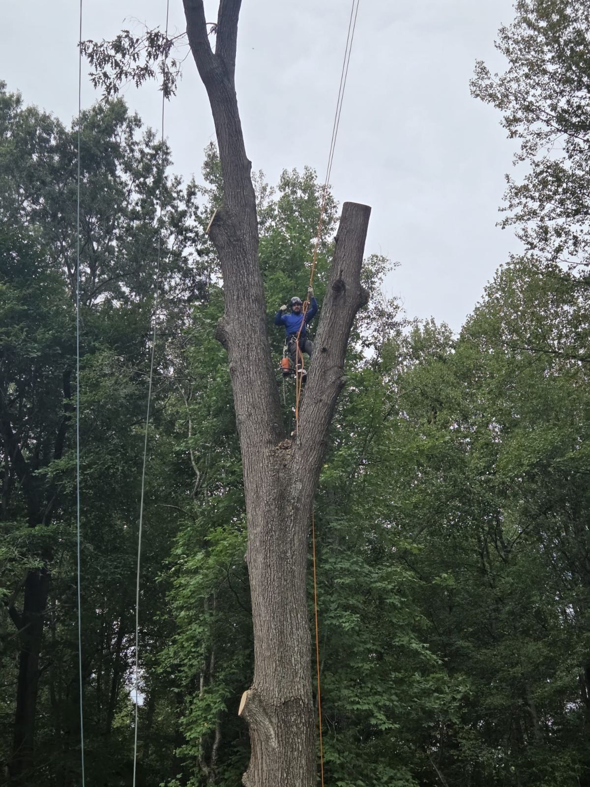 Worker with climbing ropes positioned between tree stems with visible cut surfaces.